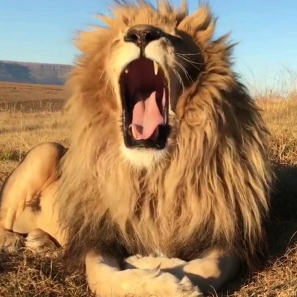 Meet your Posher, Robin - Picture 1 of 1